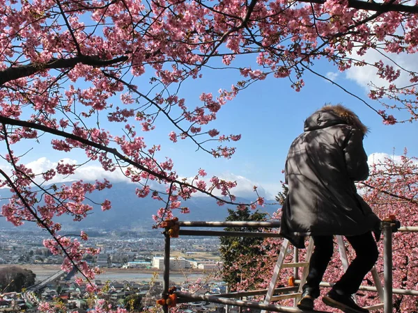 Muže Který Seděl Pod Pobočka Sakura Krásnou Kvetoucí Květina — Stock fotografie