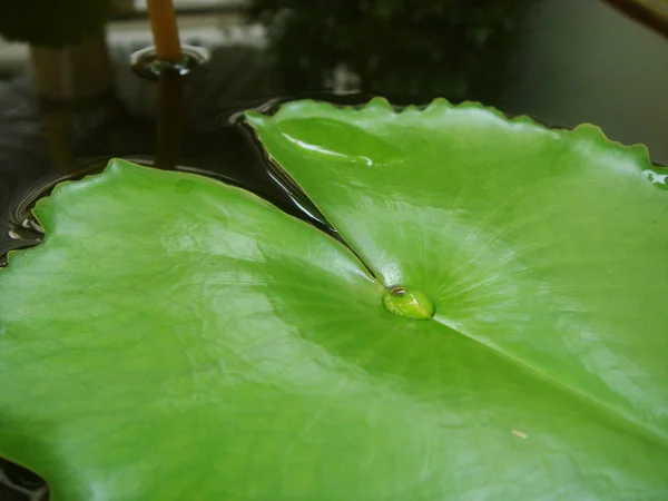 bir damla su ortasında yeşil renk ve havuzda soğuk su taze duygu ile lotus yaprağı