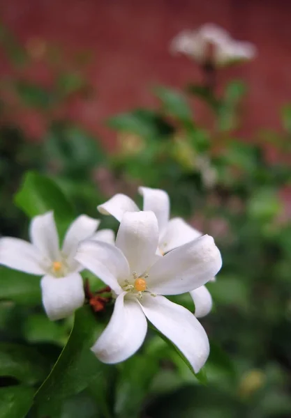 Turuncu Yasemin Çiçeği Beyaz Renkte Çiçek Açan Hafif Koku Vermek — Stok fotoğraf