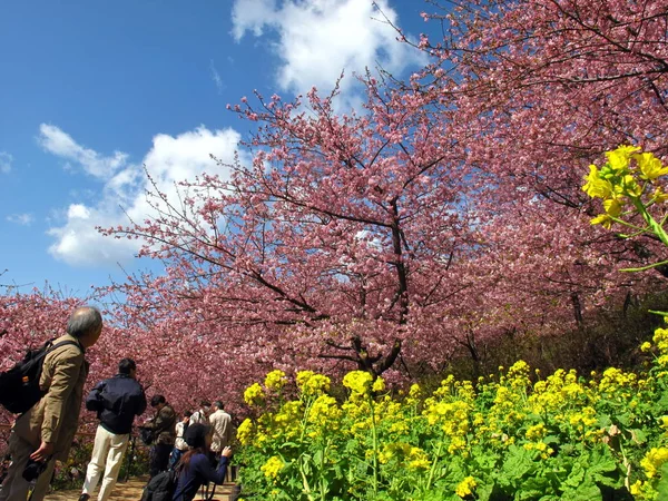 Japonsko Cherry Blossom Nebo Sakurapeople Vidí Japonsko Cherry Blossom Nebo — Stock fotografie