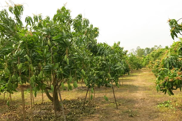 Kebun Mangga Thailand — Stok Foto