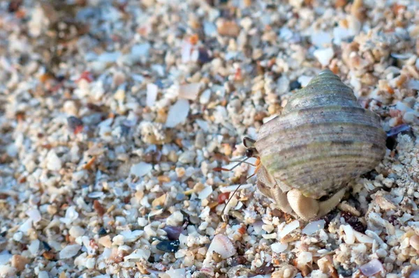 Sahilde keşiş yengeci