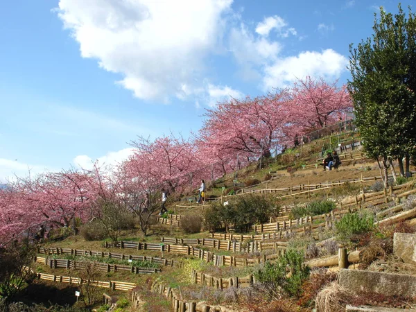 güzel manzara parlak gökyüzü ve pembe Sakura ağaçları ile