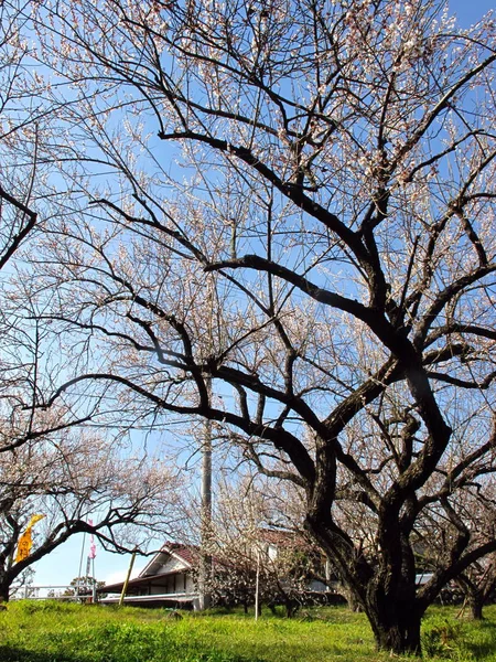 güzel erik ağacı Japonya'da