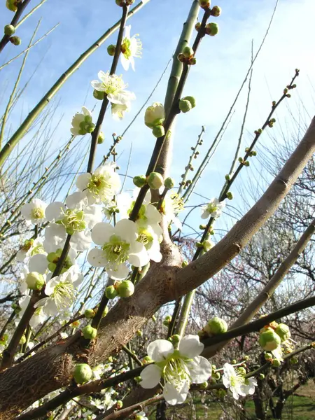 Fiore Prugna Giappone — Foto Stock