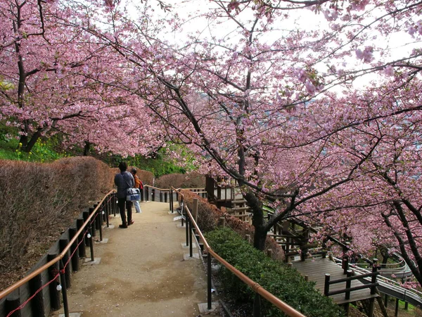 Chodník Krásné Kvetoucí Strom Sakura — Stock fotografie