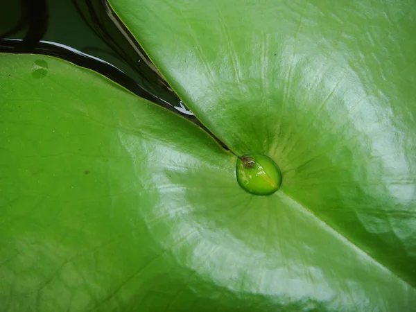 Bir Damla Ortasında Yeşil Renk Havuzda Soğuk Taze Duygu Ile — Stok fotoğraf