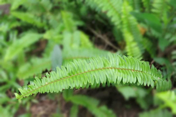 Helecho Verde Jardín — Foto de Stock