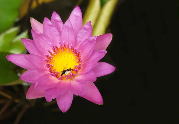 bir güzel pembe lotus veya waterlily bir arı çiçeğin polen ve bazı yeşil yaprakları, resmin bir bölümünü ile siyah arka plan olduğunu