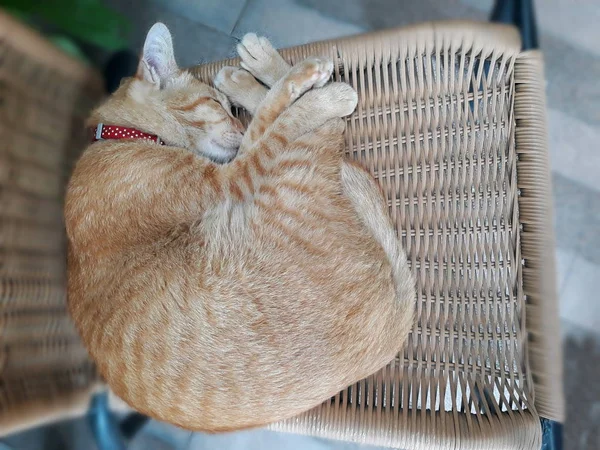 Gato Marrón Está Durmiendo Silla — Foto de Stock