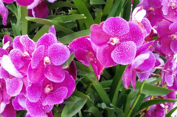 tam Bloom güzel pembe orkide