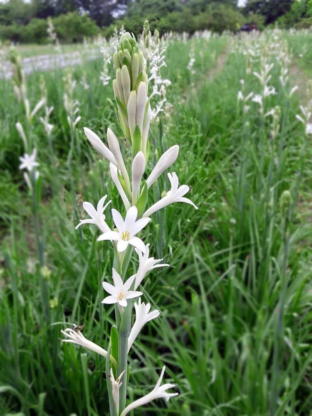 Beyaz tuberose çiçek bahçesinde