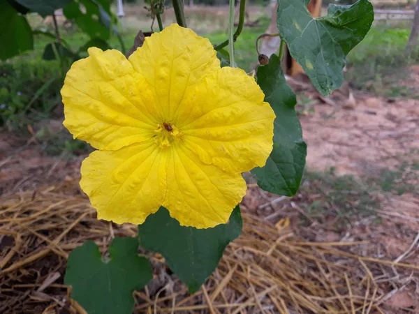 bahçede sarı kabak çiçeği