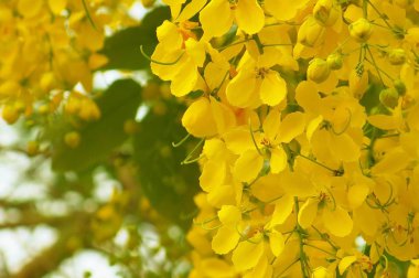 güzel sarı altın duş çiçek tam Bloom     