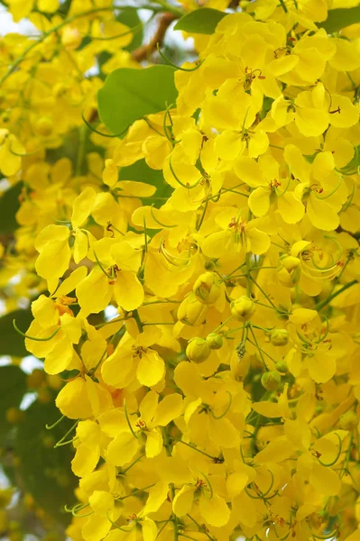 güzel sarı altın duş çiçek tam Bloom     