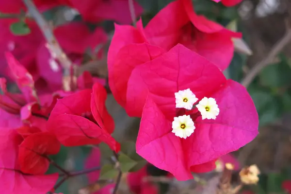 Tam Çiçek Güzel Pembe Bougaville Çiçek — Stok fotoğraf