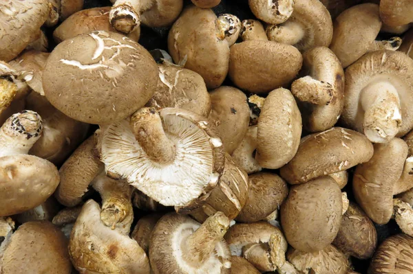 farklı boyutta Shiitake mantar bazı         