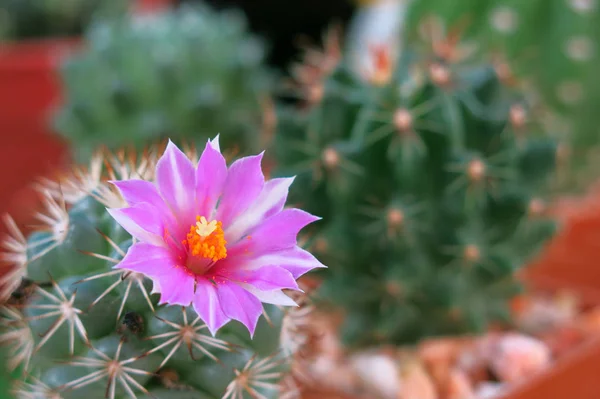a little green cactus with its pink flower in full bloom