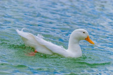 Beyaz Pekin ördeği bir gölde bir yaz gününde Florida'da yüzme..