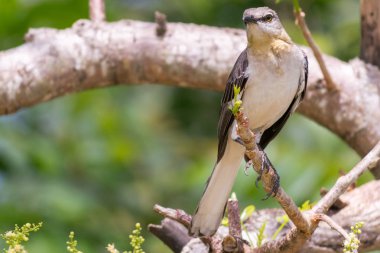 Kuzey Mockingbird tünemiş ve bir ağaç dalı Jamaika tropikal ada üzerinde gelen bakan.