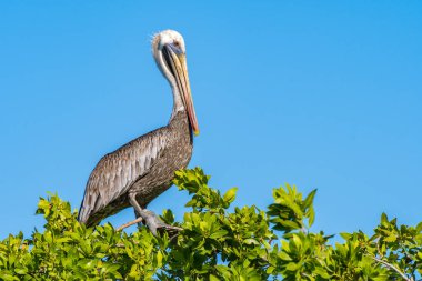 Negril, Jamaika Beach'de bir ağacın üstüne tünemiş bir kahverengi Pelikan