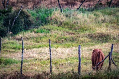 Baş aşağı, Çim çit köy ve çiftlik turizmi kırsal Jamaika içinde meşgul otlatma ile tek kahverengi inek.