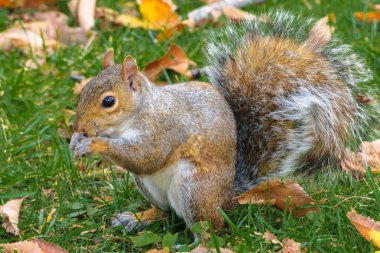 Bir somun sonbahar Central Park New York'ta sırasında nibbling sevimli sincap