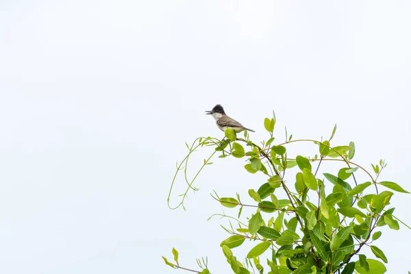 Kingbird Oriental Solitaire Perché Sur Une Cime Arbre Dessus Étang — Photo