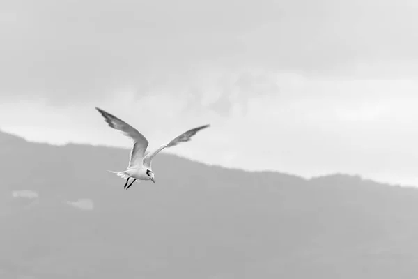 Royal Tern Seabird Preparing Land Sea — Stock Photo, Image