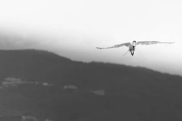 Royal Tärna Havsfågel Tittar Ner Samtidigt Som Flyger Över Havet — Stockfoto