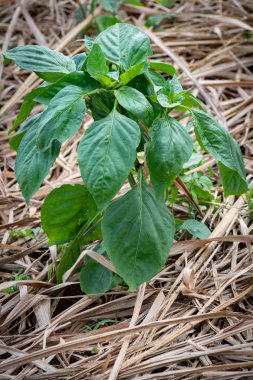 Çiftlikte büyüyen genç dolmalık biber olarak da bilinen tatlı biber bitki yaprakları.