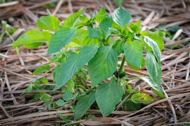 Genç tatlı biber veya alanında büyüyen dolmalık biber bitki.