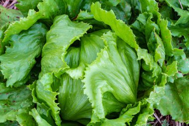 Close up on growing lettuce head leaves as they begin to fold, planted in soil in outdoor field in Jamaica. clipart