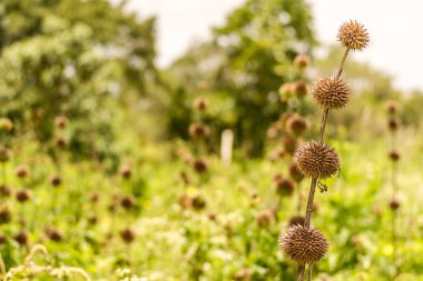 Olgun Klip Dagga (Leonotis Nepetifolia) vahşi bir alan olarak da bilinen aslanlar kulak bitkiler. Kahverengi döner önce parlak bir Turuncu rengi yeşil olur.