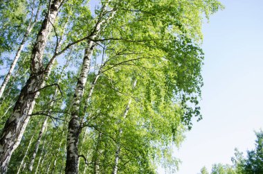 Huş grove, mavi gökyüzü. Yaz saati, yeşil orman.
