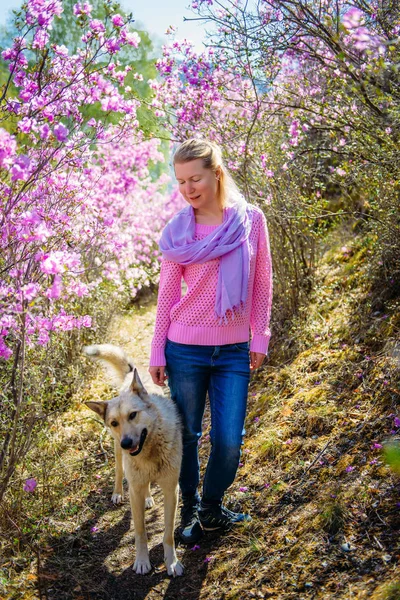 Young woman and her gray dog stand on a path among flowering plants on sunny day. Blonde and her four-legged friend walking on a picturesque alley of pink flowers.