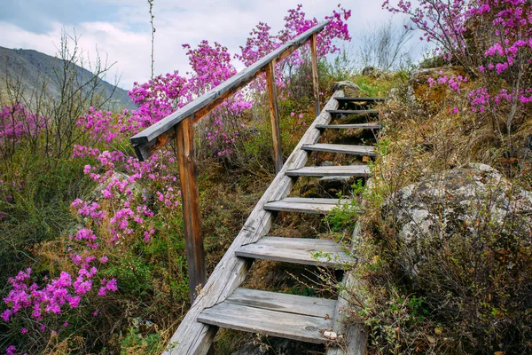 Old staircase with wooden steps rises to a small hill overgrown with grass and bushes with purple flowers. Clear spring day in the mountains, a quiet secluded place for walks in nature.