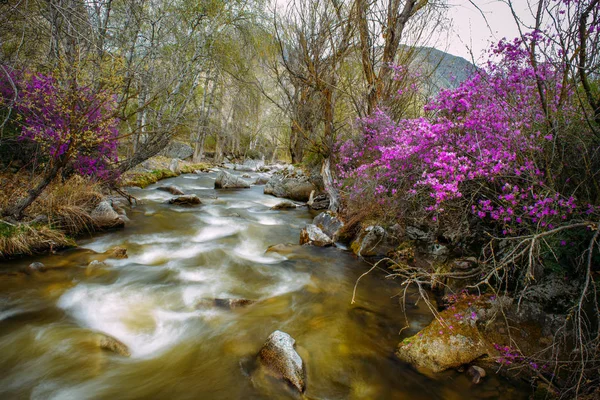 Blooming rhododendron with purple flowers on background of mountains and small stormy river. Image of bushes on spring day in Altai, Siberia.