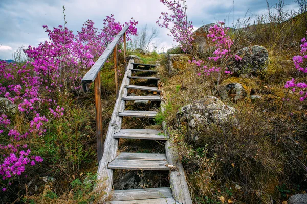 Old staircase with wooden steps rises to a small hill overgrown with grass and bushes with purple flowers. Clear spring day in the mountains, a quiet secluded place for walks in nature.