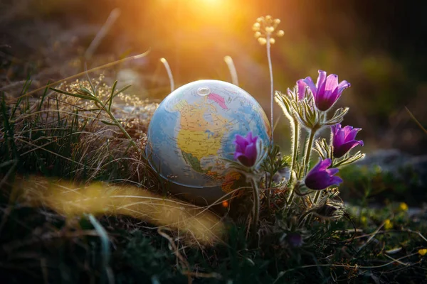 Earth globe in the grass next to a beautiful purple flowers close up. Awakening of the planet and the first spring flowers. Concept - Earth Day.