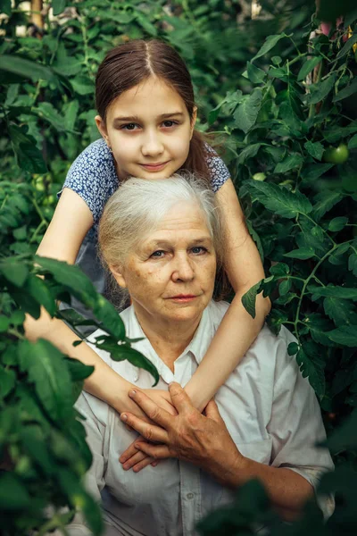 Portrait of happy little girl and her grandmother looking at camera among the greenery in greenhouse. Grandmother and granddaughter in the garden on a summer day. National Grandparents Day concept.