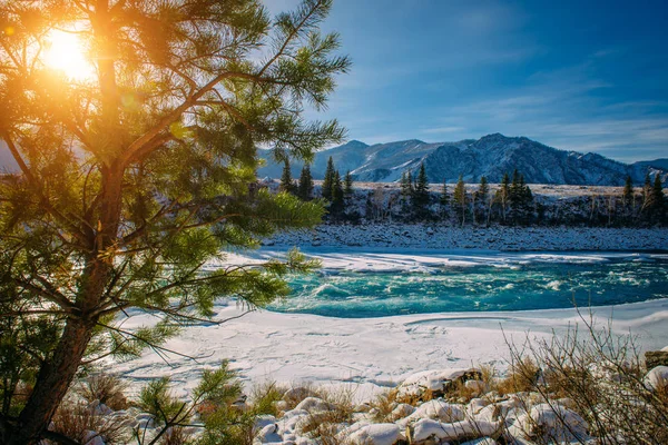 Spruce grows on the bank of the mountain river. Spruce branch on the background of snow-capped mountains in the sunlight, close-up. Beautiful winter landscape in the mountains.