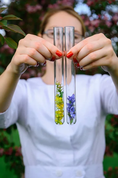 Glass test tubes with flower samples, close-up. Female hands holding flasks, blurred background. Study of plants, medicinal herbs, creation of natural floral aromas. Advertising perfume industry.
