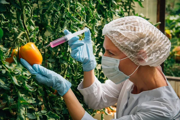 Female scientist in mask and gloves injects chemicals into tomatoes hanging from branches in a greenhouse, close up. Genetically modified vegetables concept. GMO and pesticide modification.