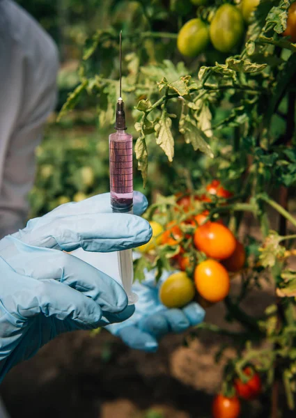 Injection for quick ripening tomato. Female biologist in blue gloves holds a syringe, close up. Genetically modified non organic food concept.