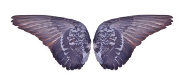 Beyaz arka plan üzerinde yayılan pinyon