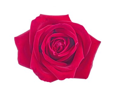 kırmızı gül beyaz arkaplanda izole