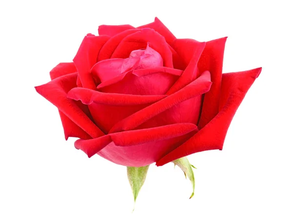 Beyaz arkaplanda kırmızı gül