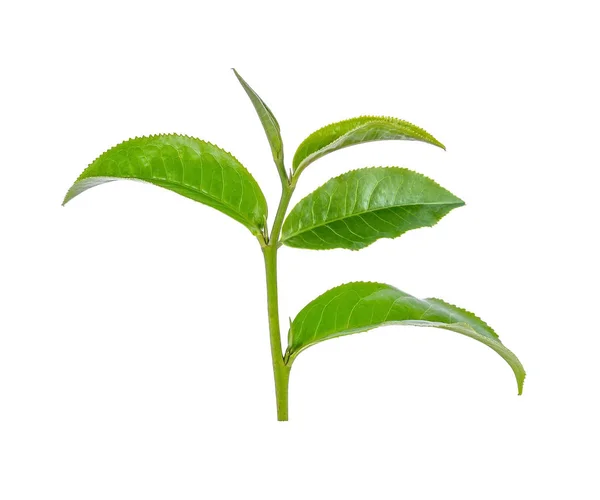 Beyaz arkaplanda yeşil çay yaprağı izole