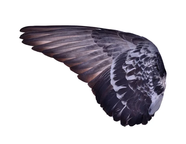 Yayılan beyaz çam ağacında